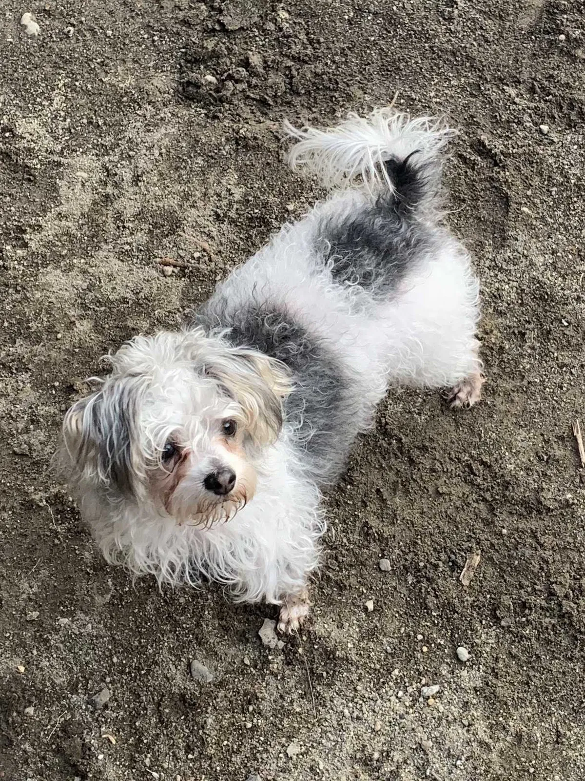 Lost dog in Hayden, ID, 83835