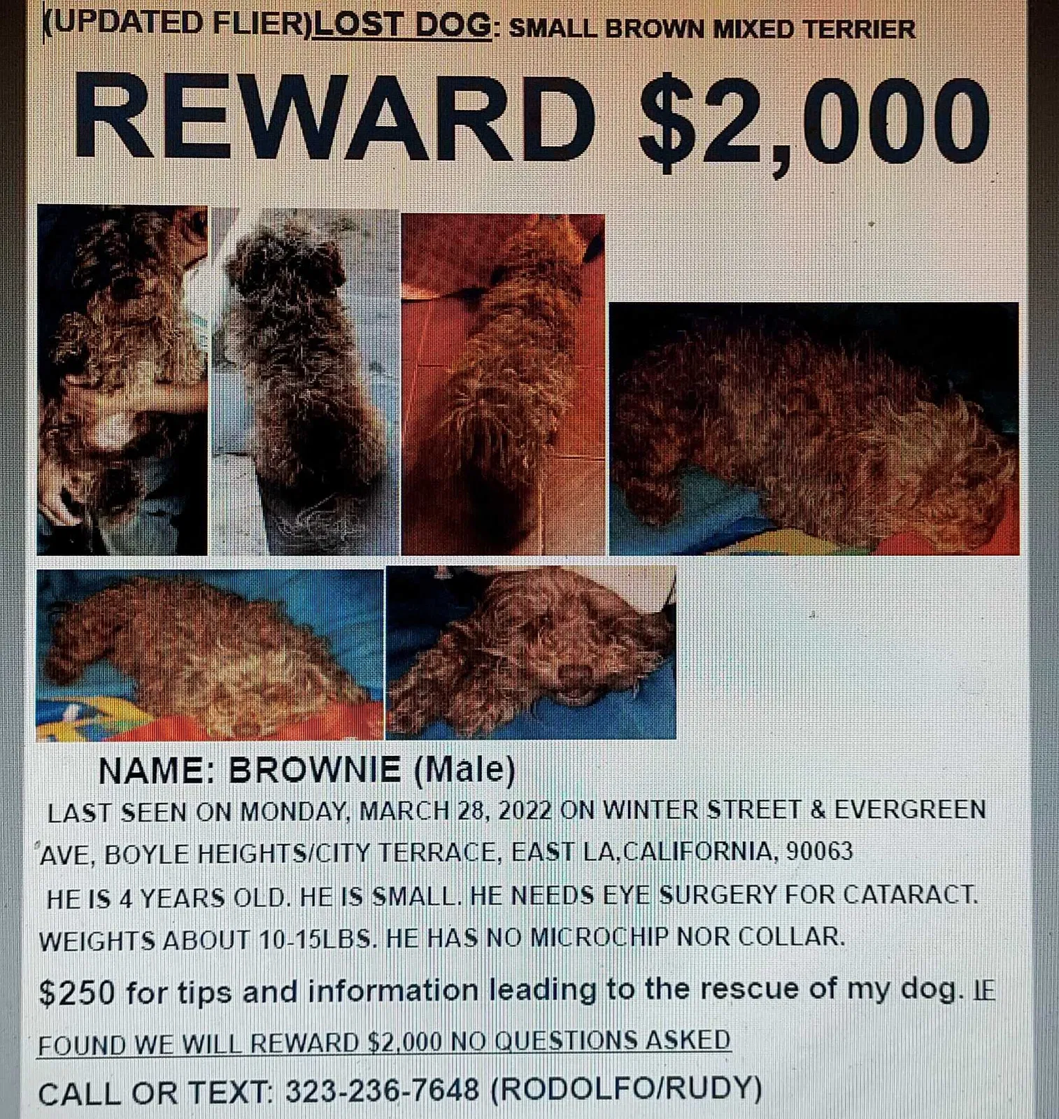 Lost dog in Los Angeles, CA, 90063