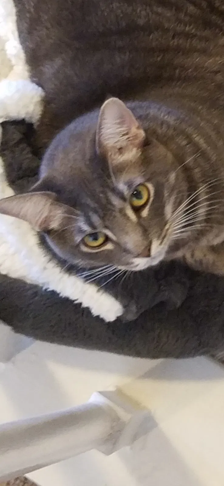 Lost cat in Dallas, TX, 75287