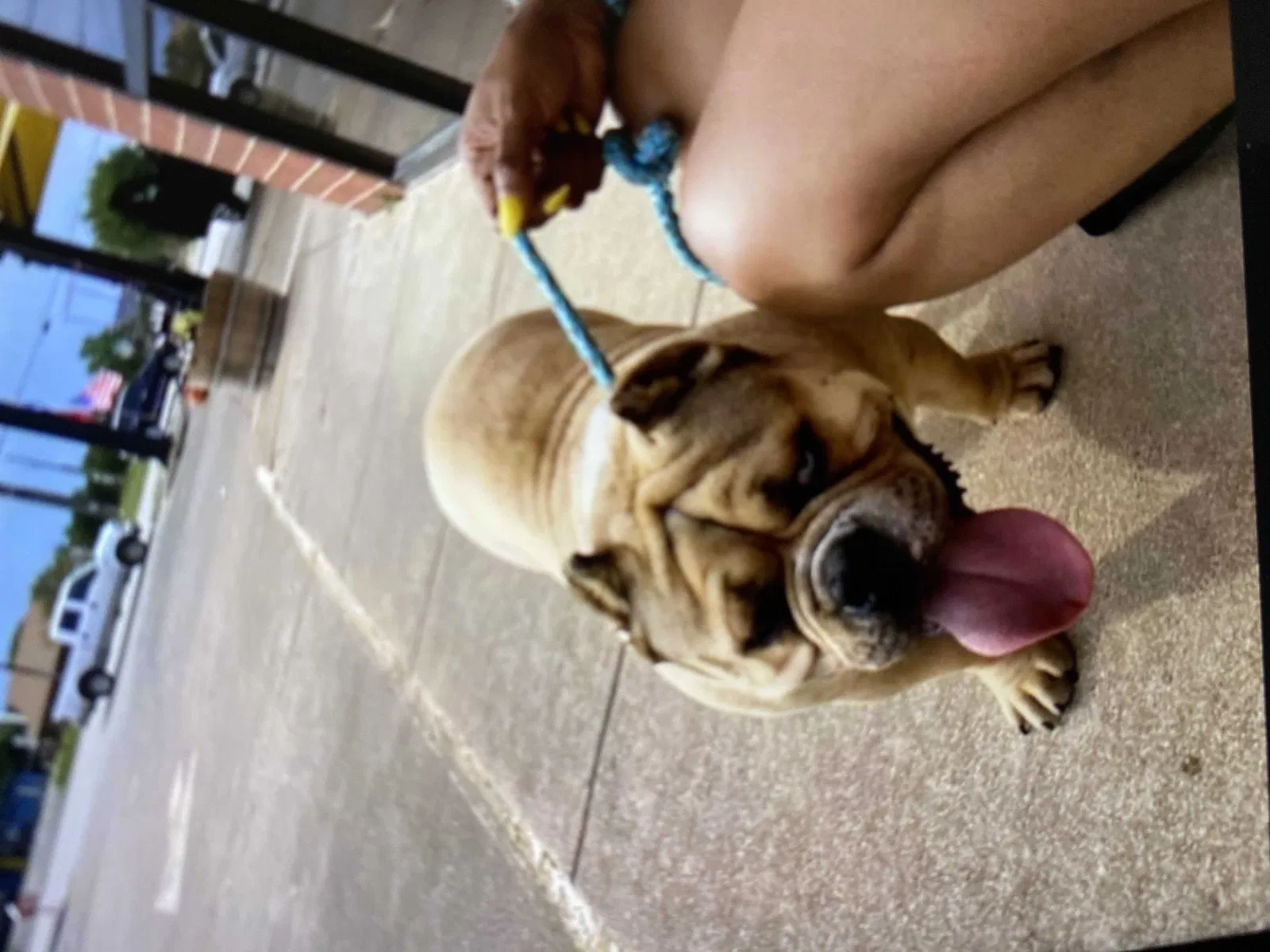 Lost dog in Burleson, TX, 76028