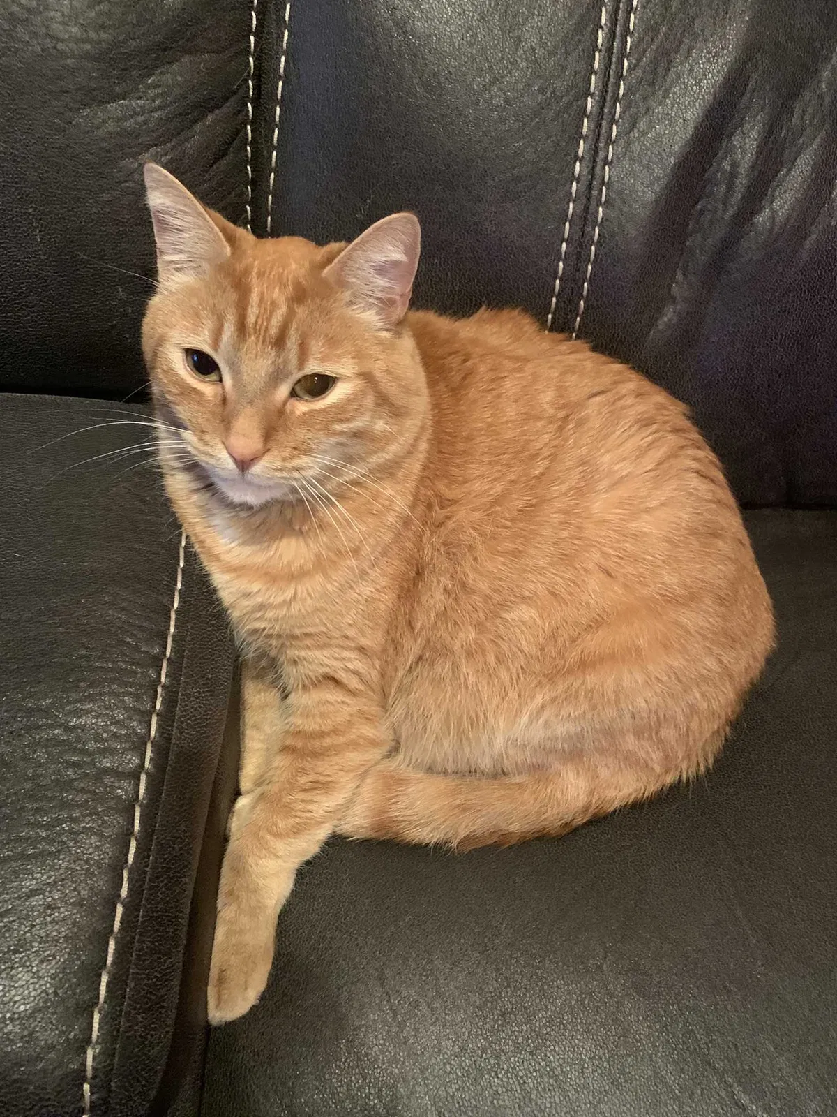 Lost cat in Greenwood, IN, 46143