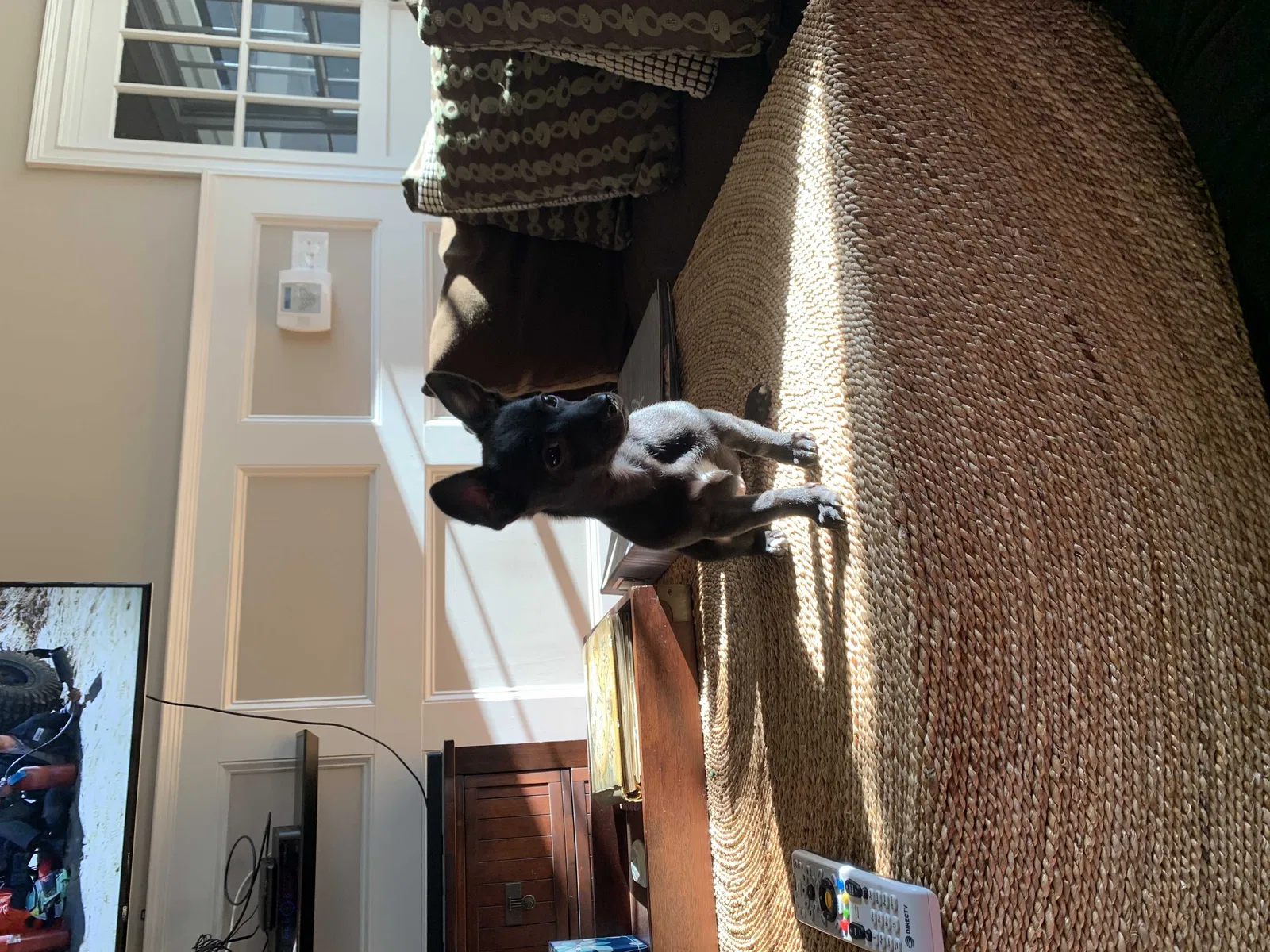 Lost dog in Savannah, GA, 31419