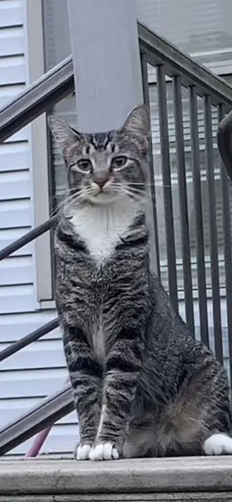 Lost cat in Reynoldsburg, OH, 43068