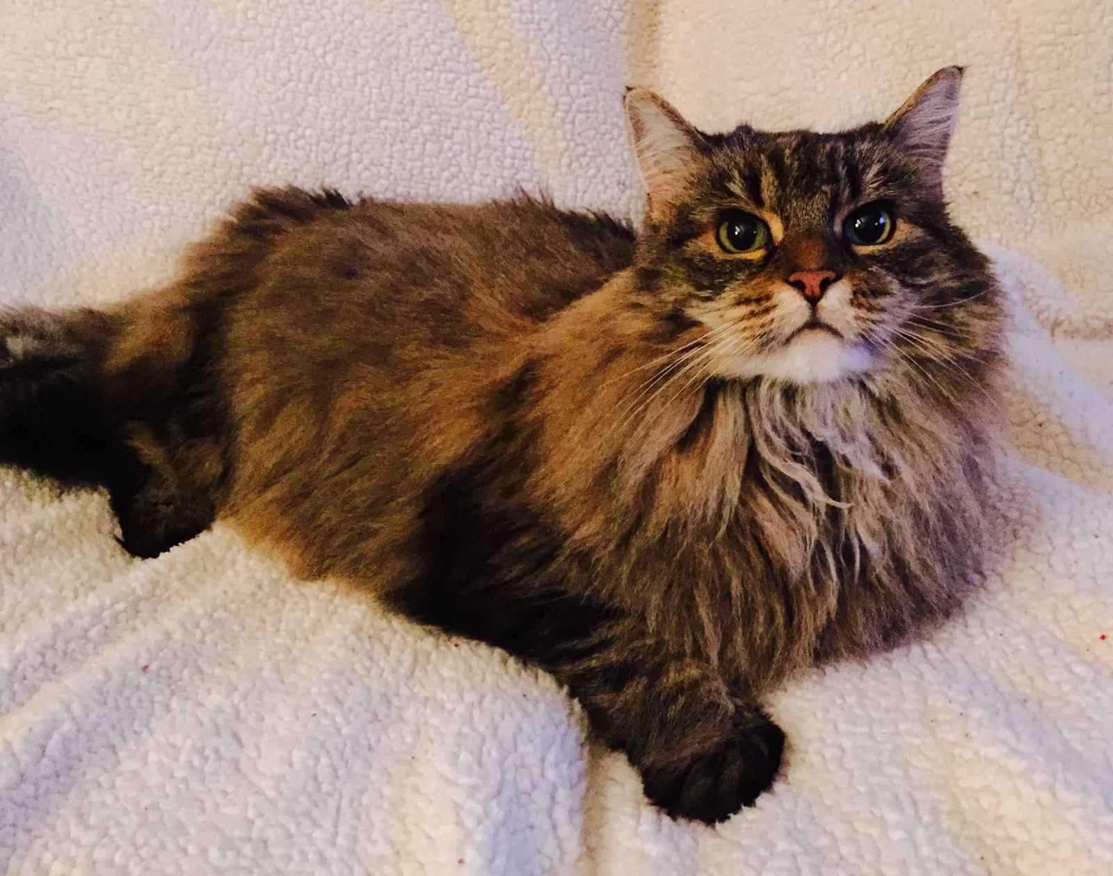 Lost cat in Alexandria, VA, 22309