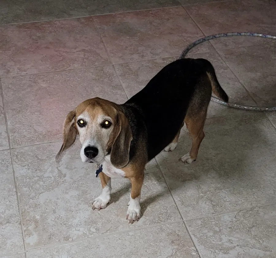 Lost dog in Melbourne, FL, 32901