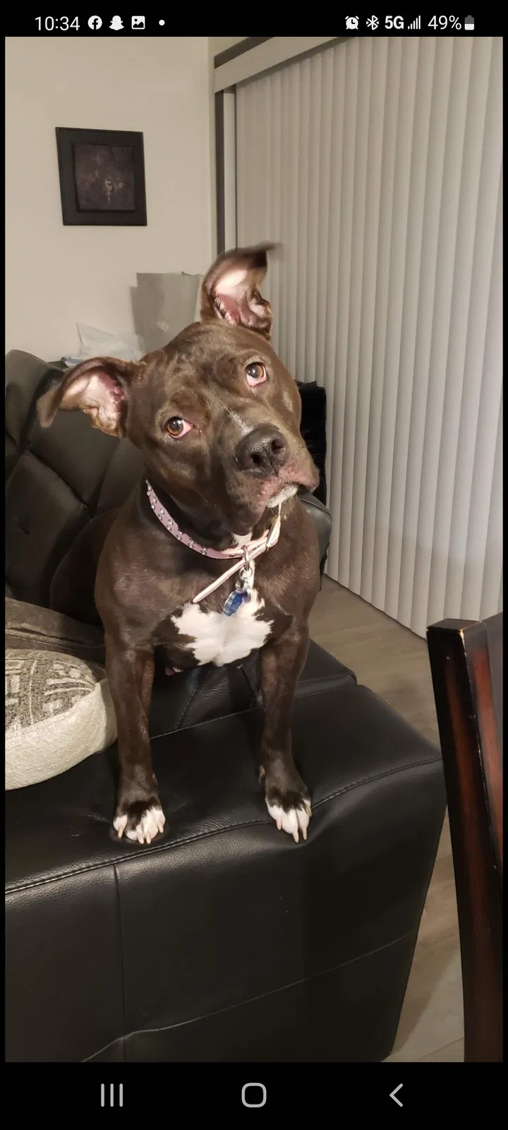 Lost dog in Everett, WA, 98203