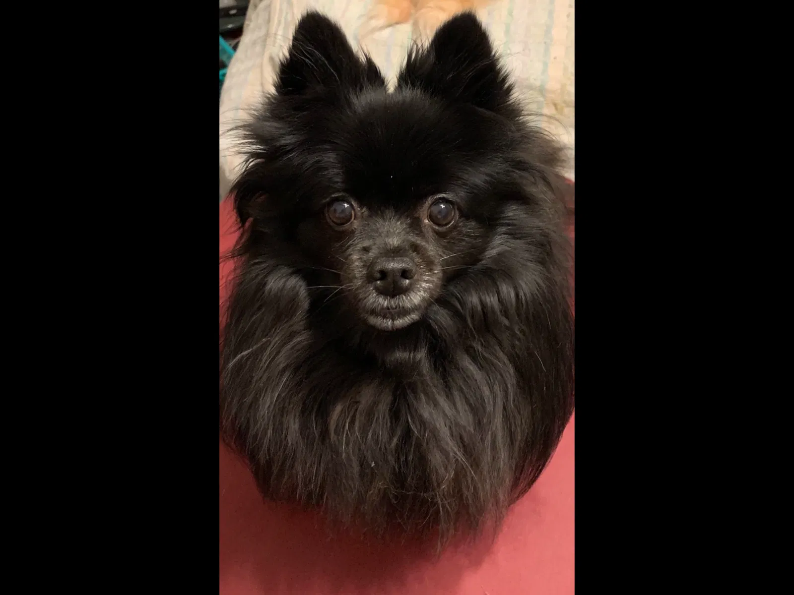Lost dog in Dallas, TX, 75287