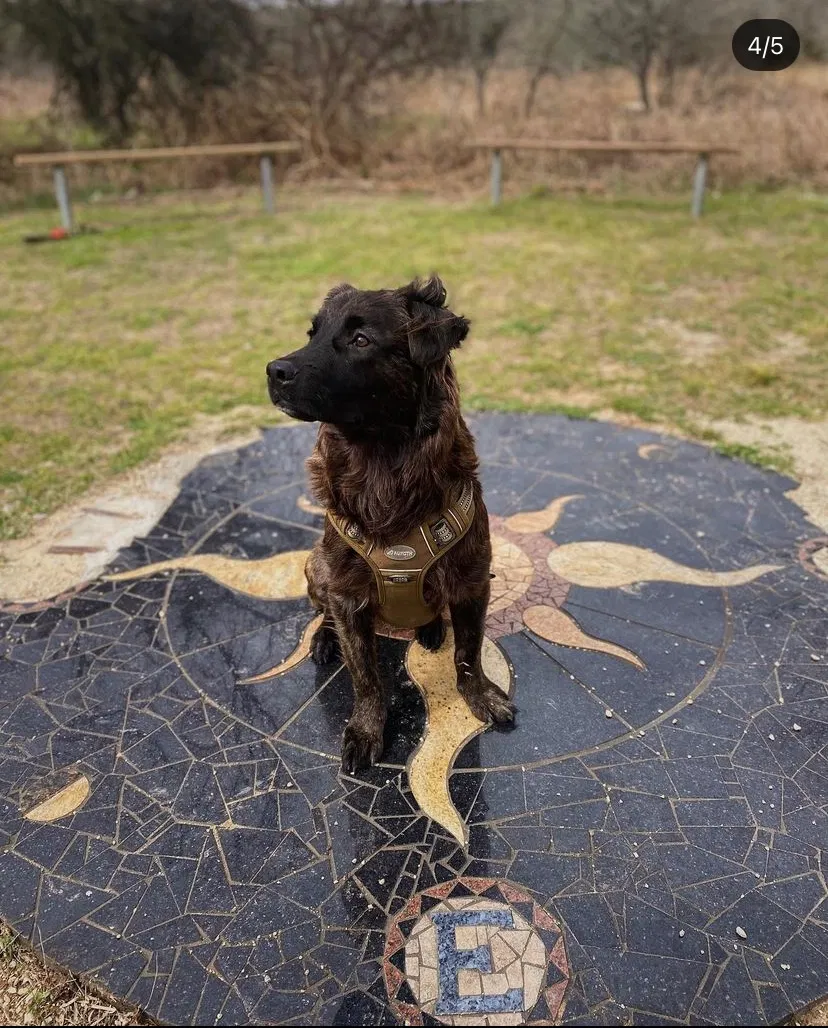 Lost dog in Maxwell, TX, 78656
