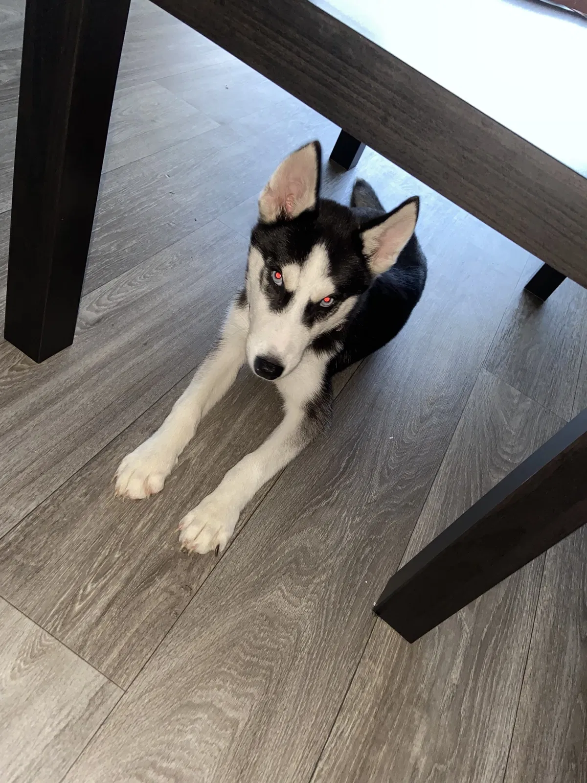 Lost dog in Orlando, FL, 32825