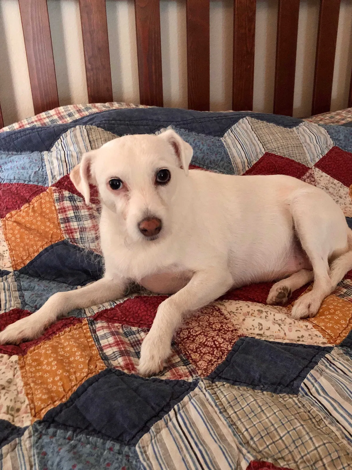Lost dog in San Antonio, TX, 78249