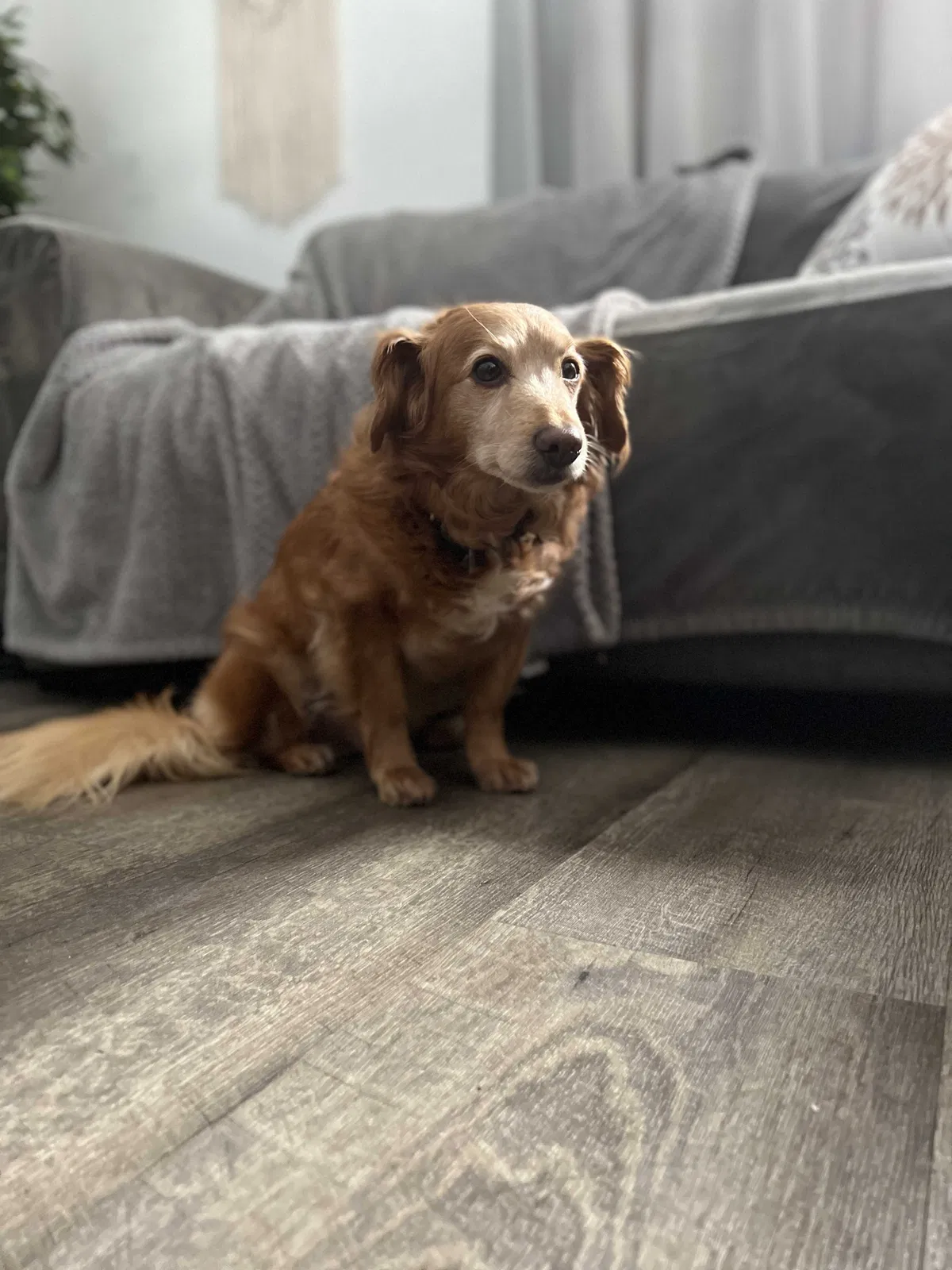 Lost dog in Redondo Beach, CA, 90277