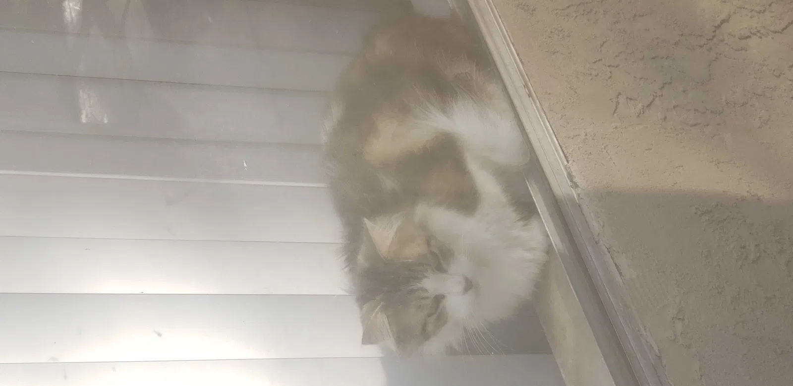 Lost cat in Vista, CA, 92083