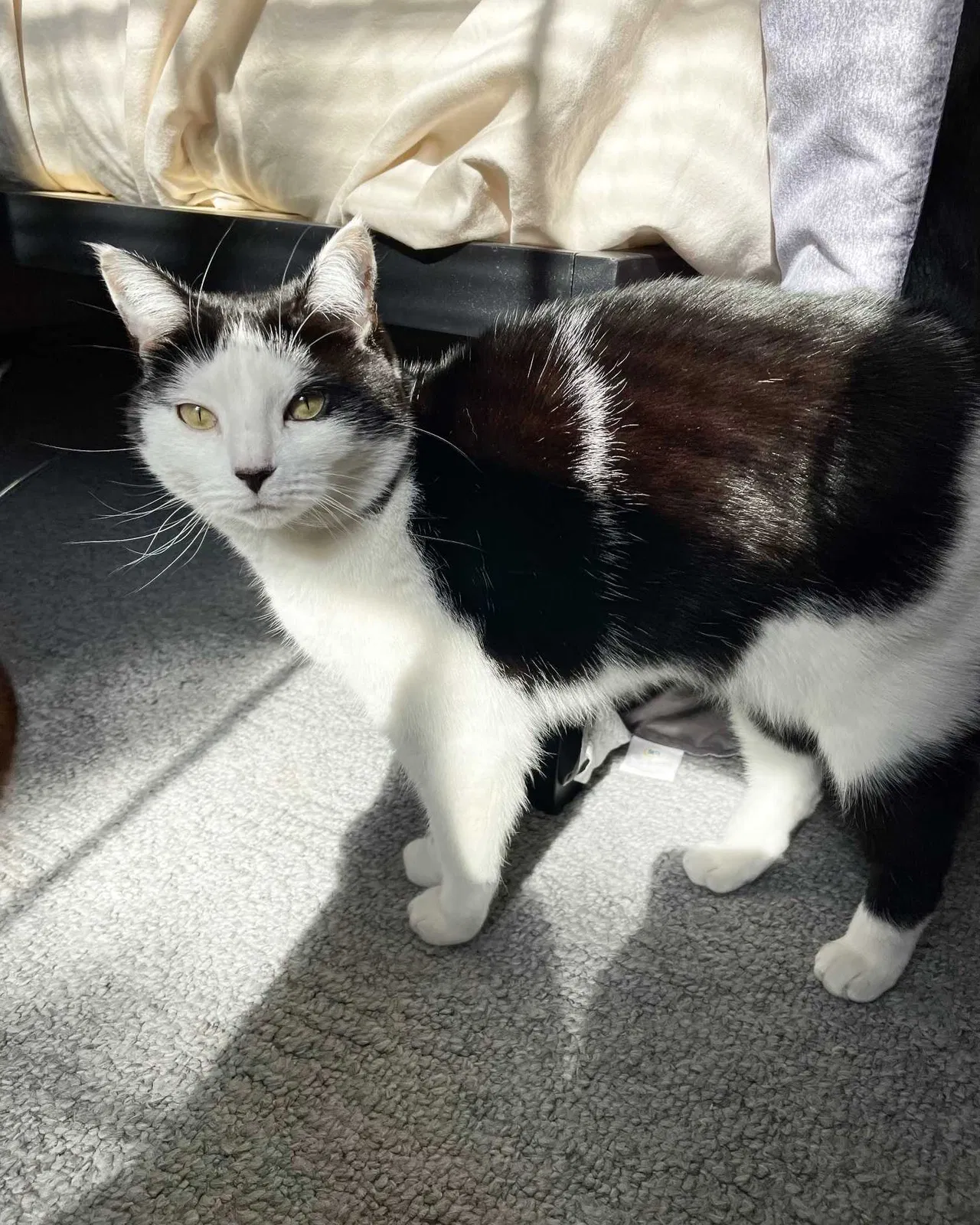 Lost cat in Williamston, SC, 29697