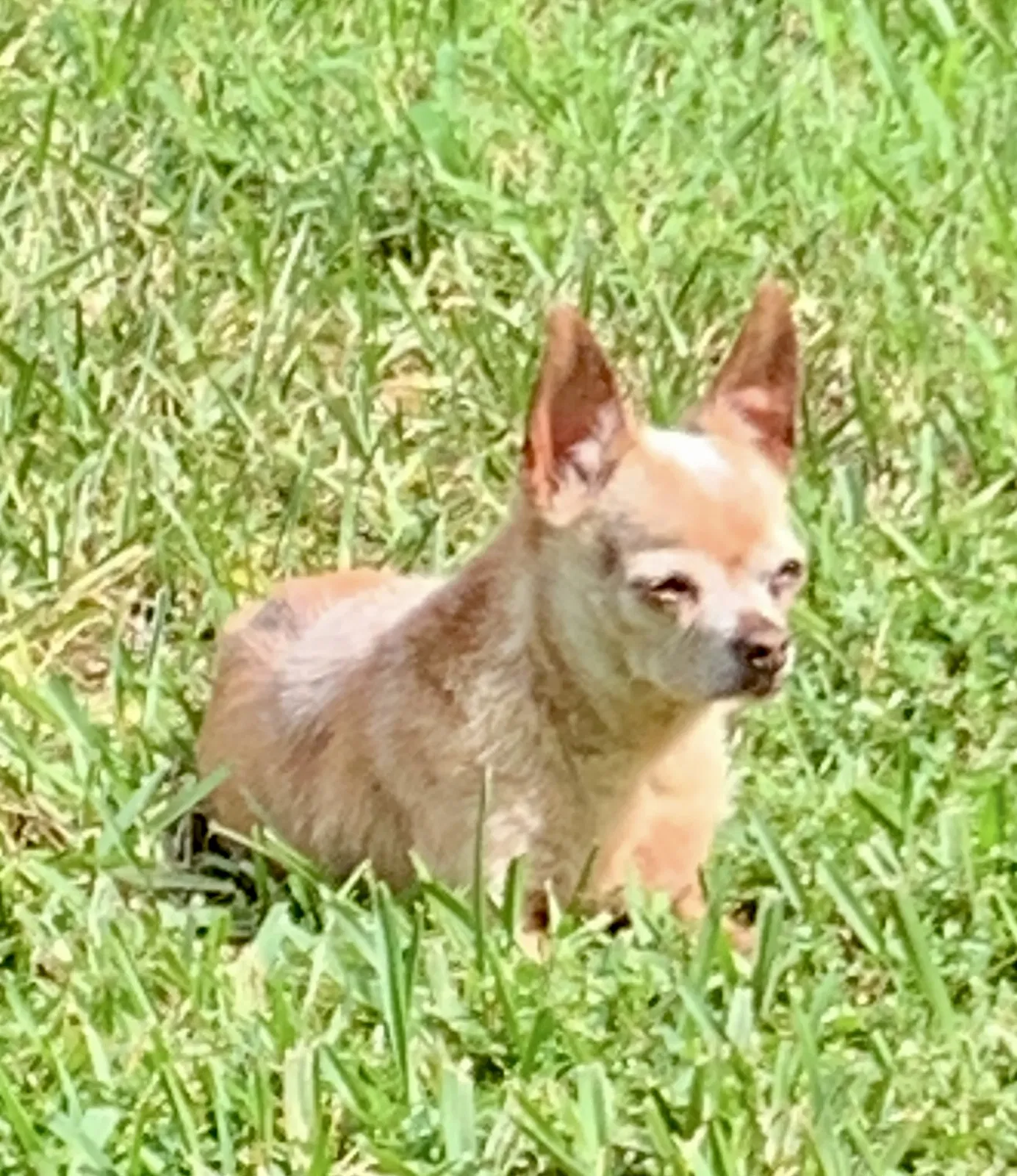 Lost dog in Port Saint Lucie, FL, 34953
