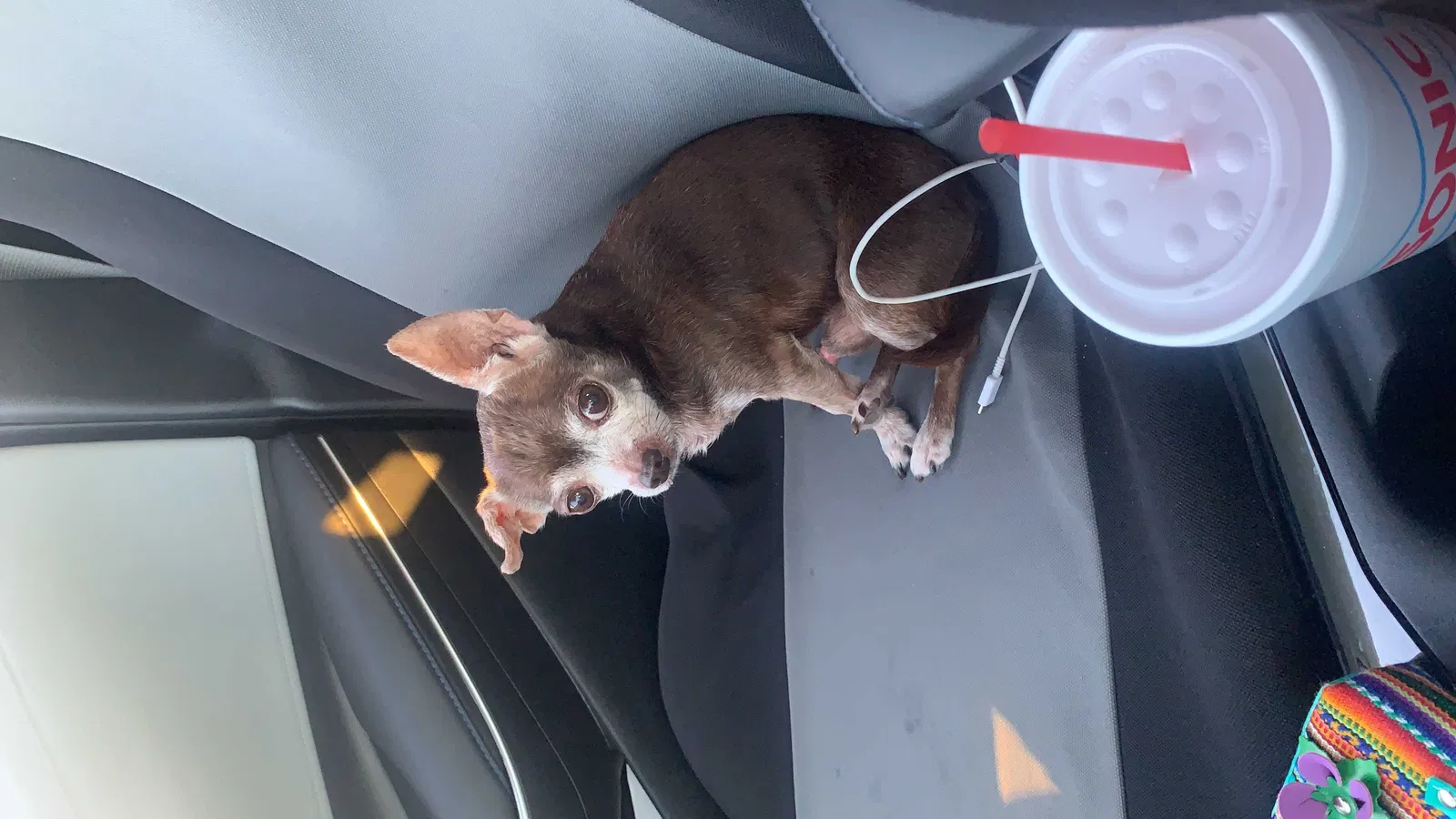 Lost dog in Balch Springs, TX, 75180