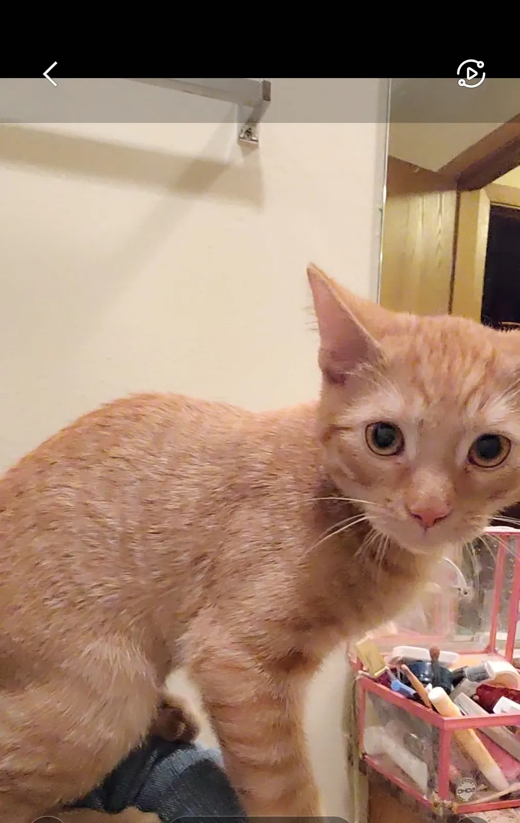 Lost cat in Toledo, OH, 43615