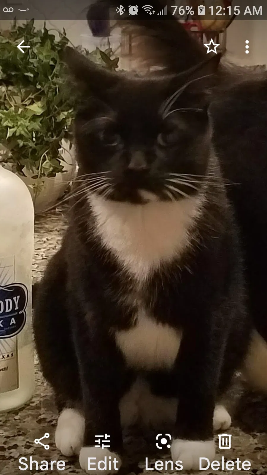 Lost cat in Buford, GA, 30518