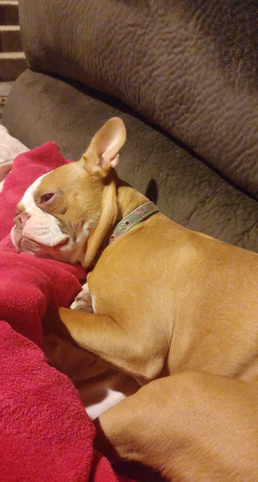 Lost dog in Lees Summit, MO, 64063