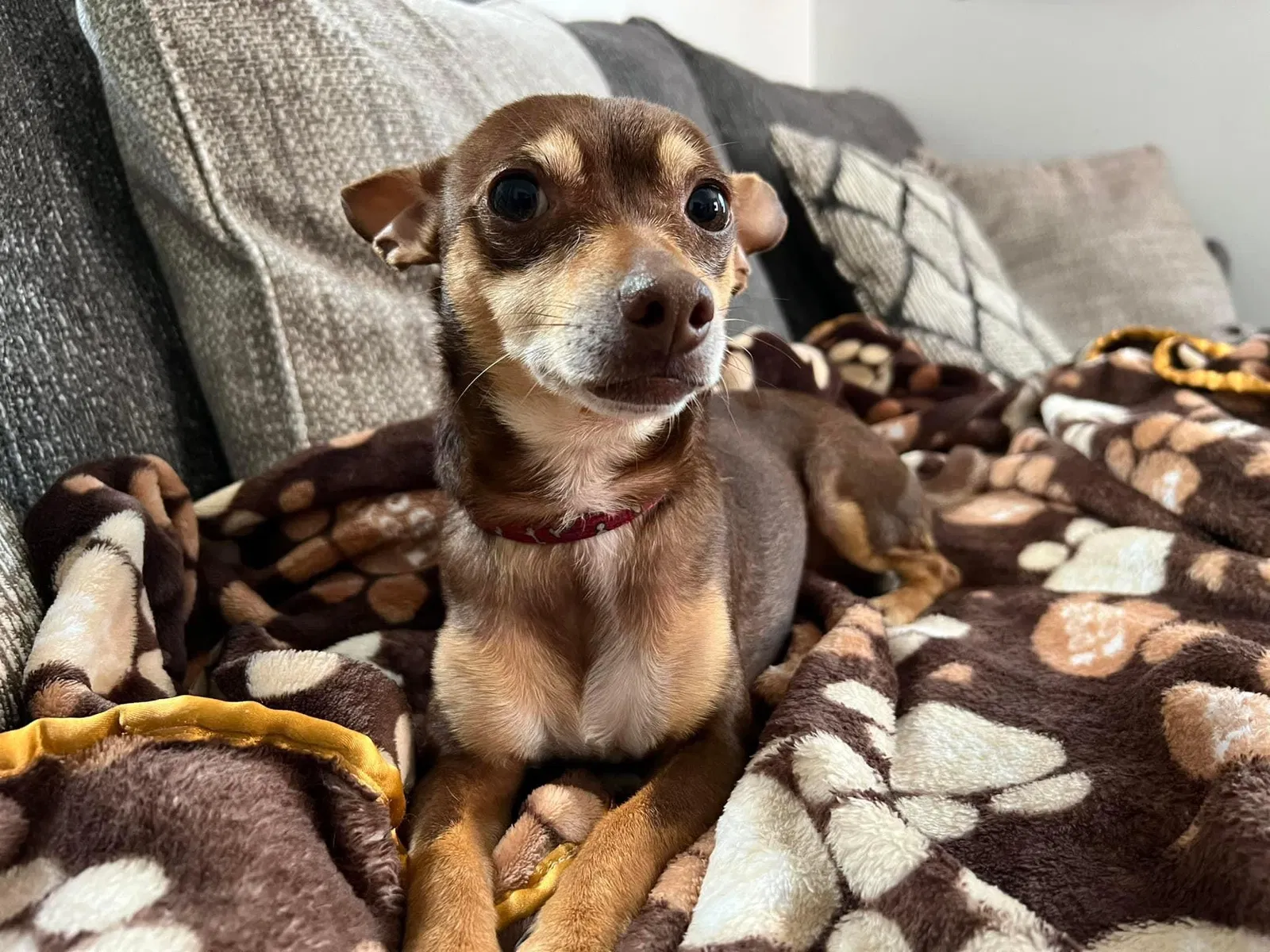 Lost dog in San Antonio, TX, 78207