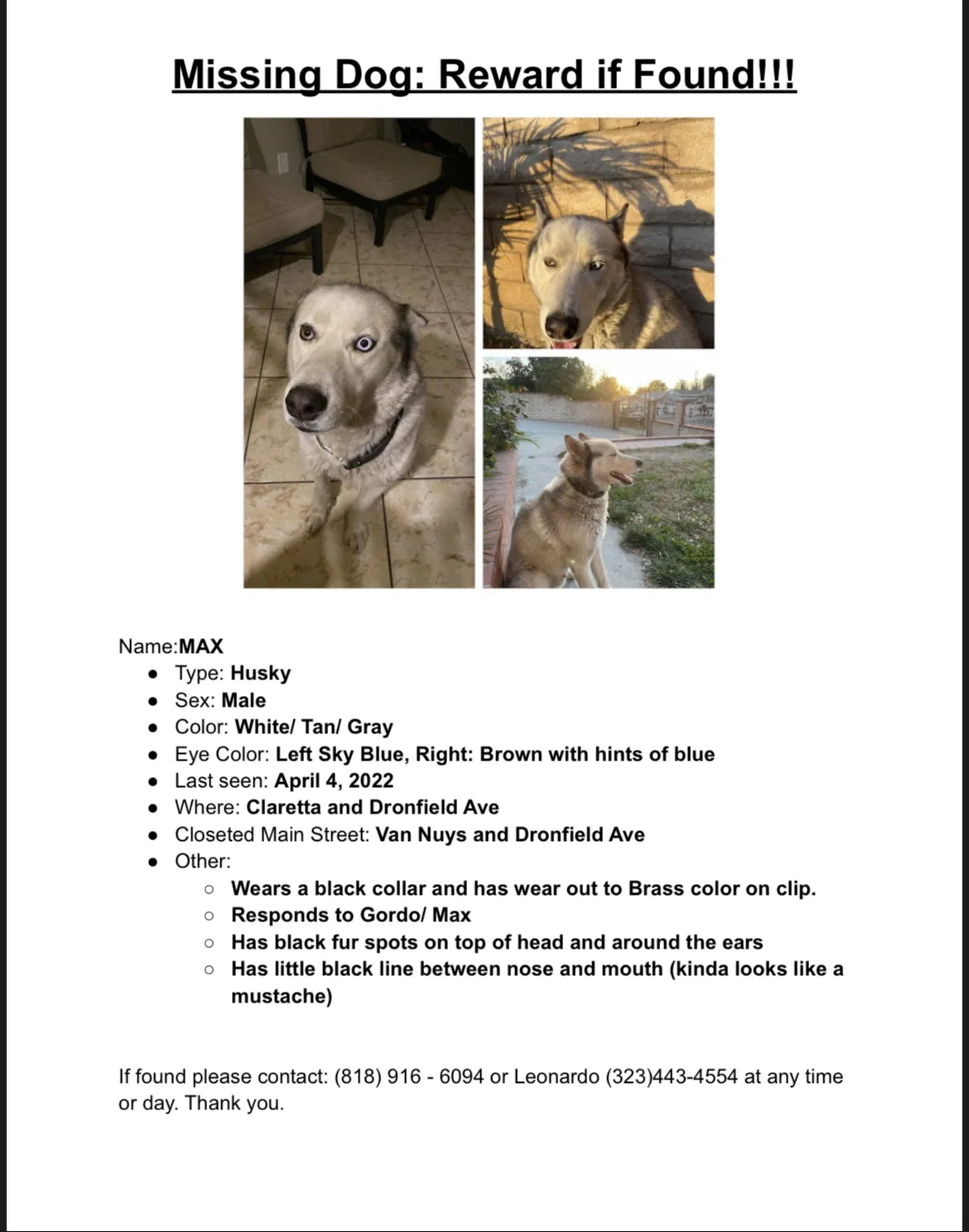 Lost dog in Pacoima, CA, 91331