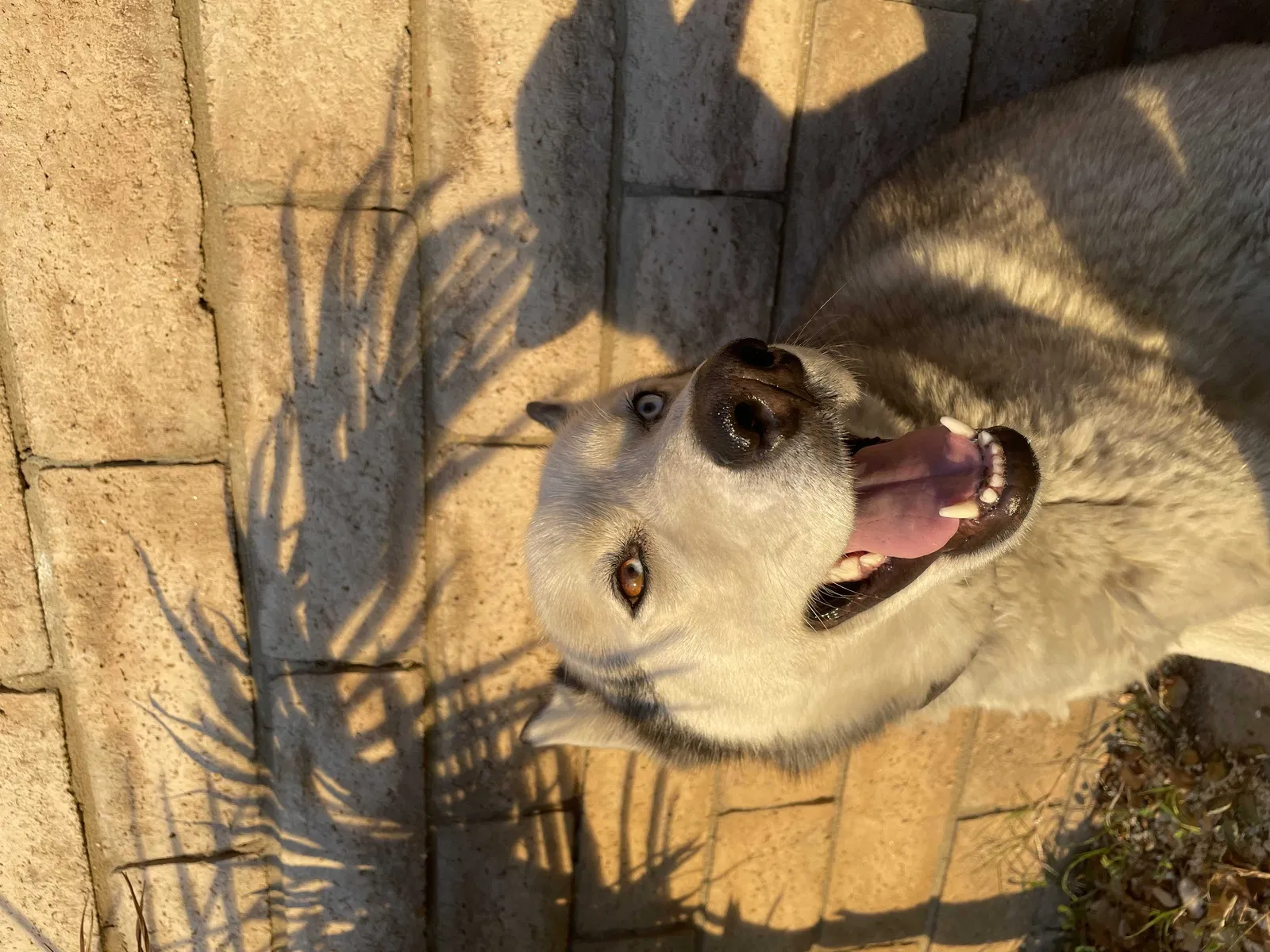 Lost dog in Pacoima, CA, 91331