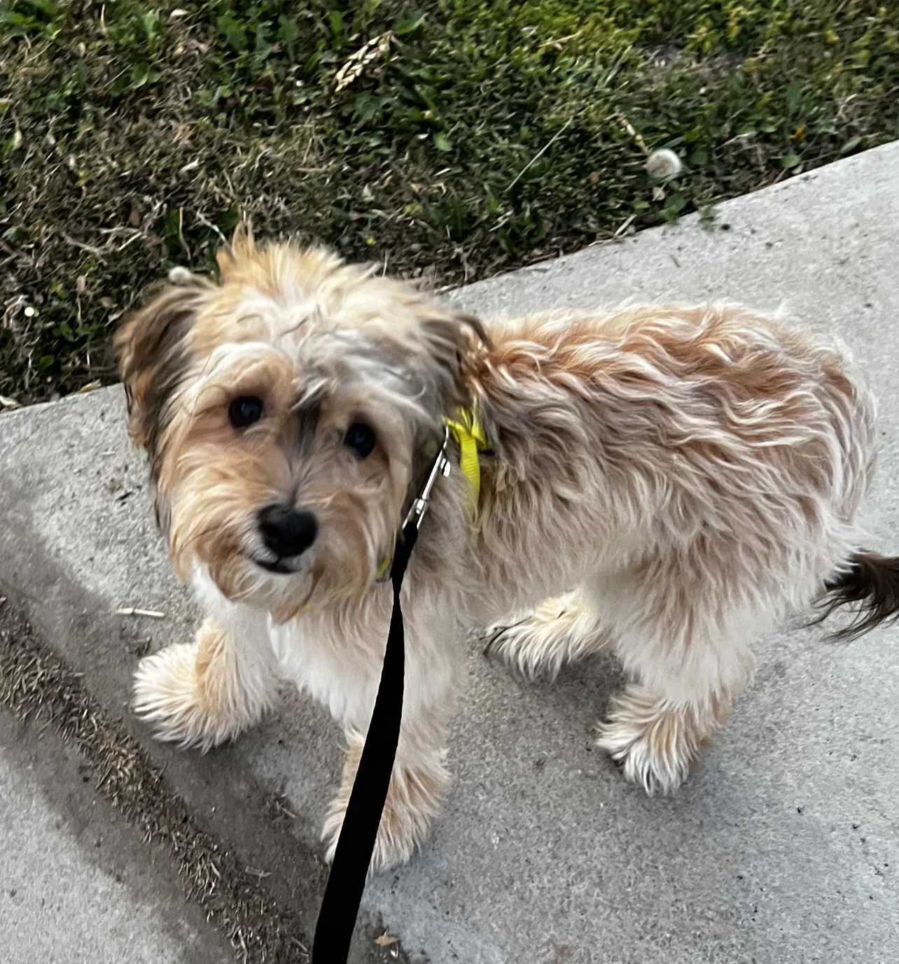 Lost dog in San Bernardino, CA, 92404