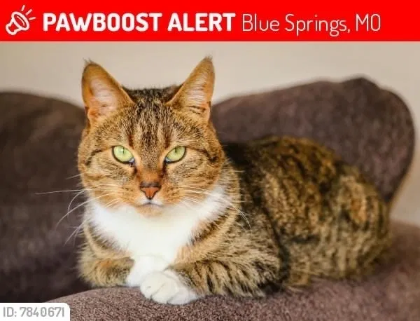 Lost cat in Blue Springs, MO, 64015