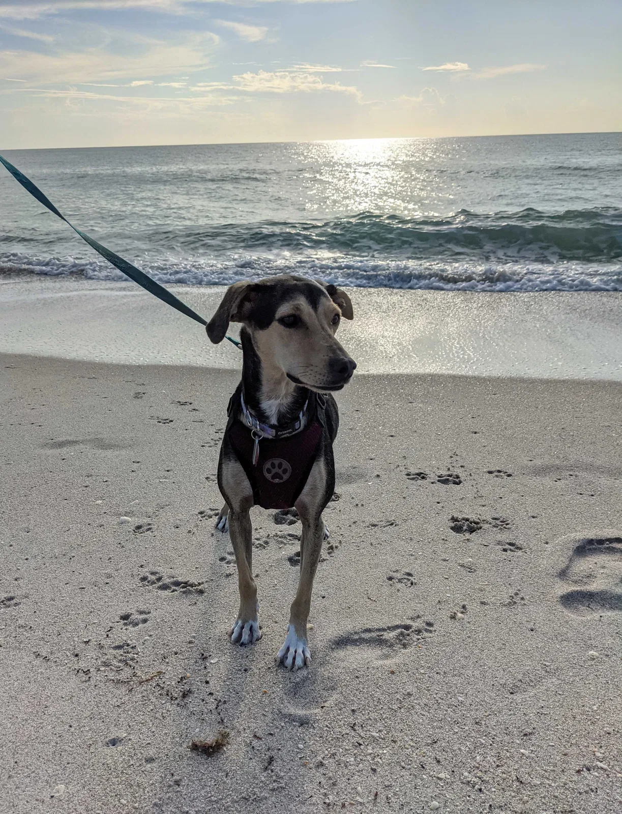 Lost dog in Weaverville, NC, 28787