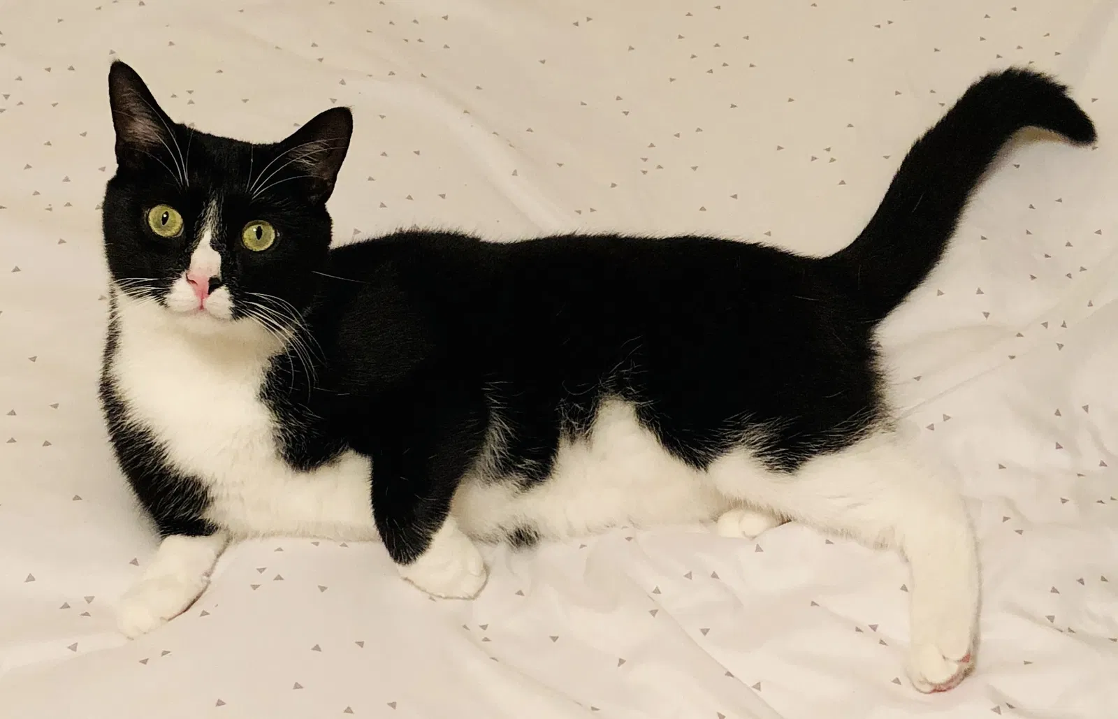 Lost cat in Kernersville, NC, 27284