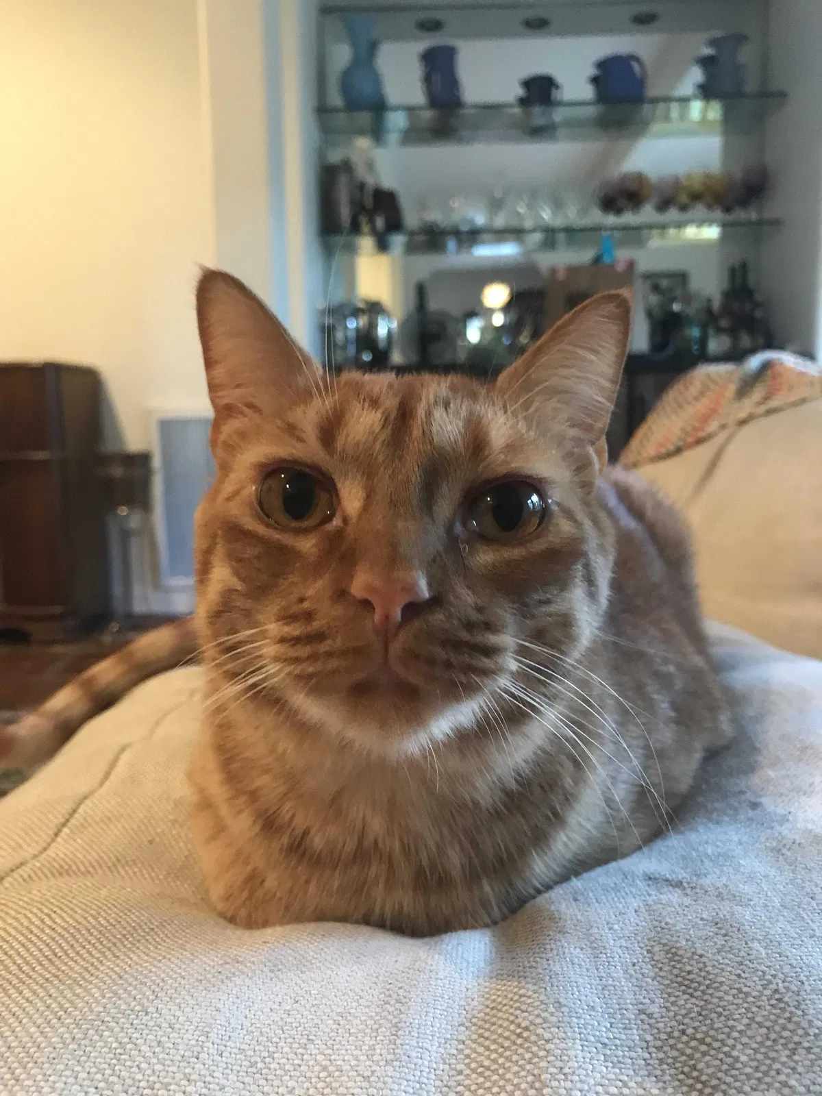Lost cat in Pasadena, CA, 91105