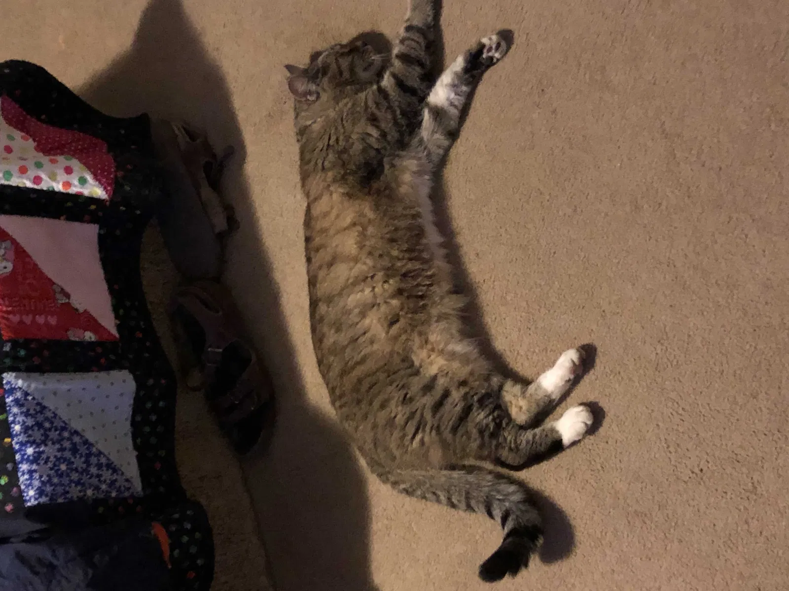 Lost cat in Marysville, WA, 98270