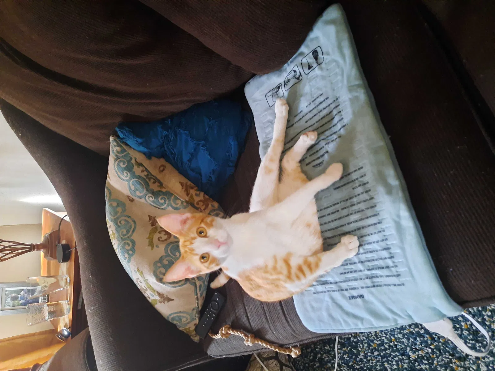 Lost cat in Chandler, AZ, 85224