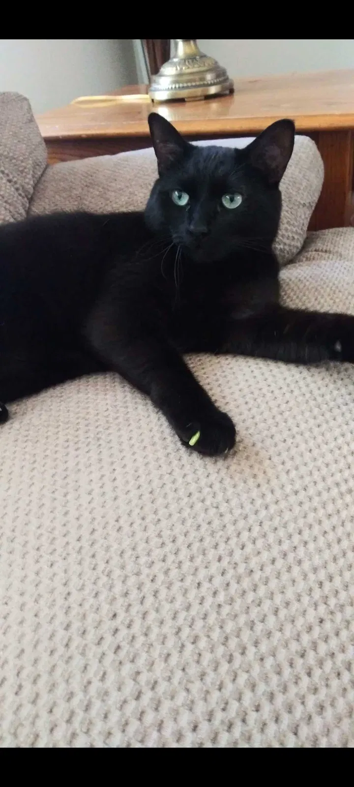 Lost cat in Roseville, MI, 48066