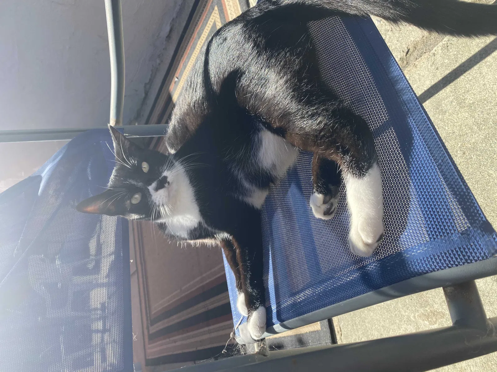 Lost cat in Encinitas, CA, 92024