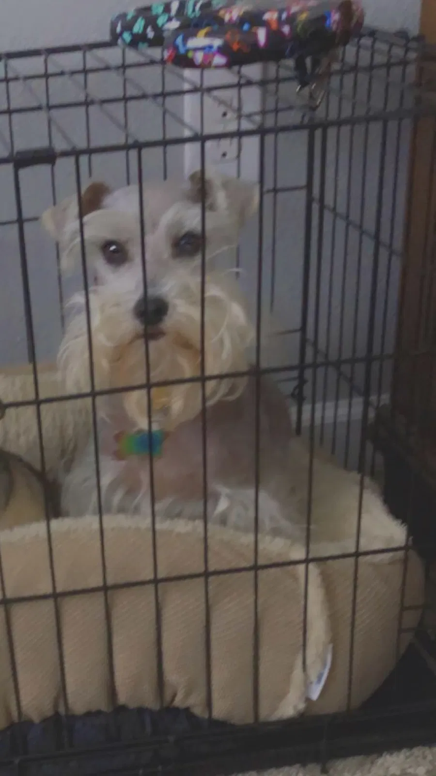 Lost dog in San Antonio, TX, 78226