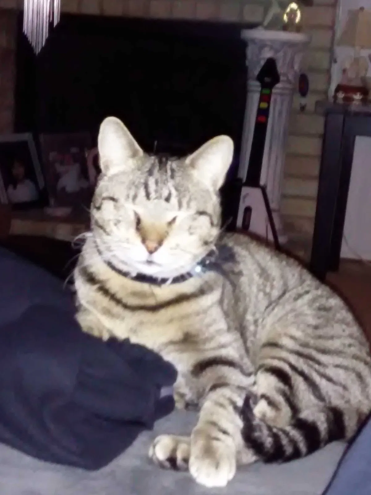 Lost cat in San Antonio, TX, 78240