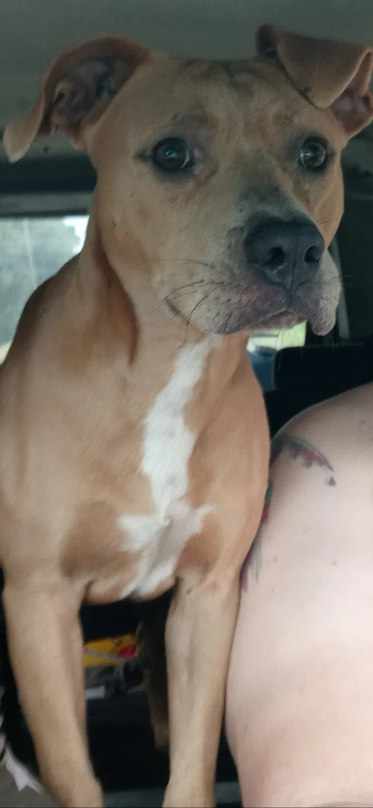 Lost dog in Mims, FL, 32754