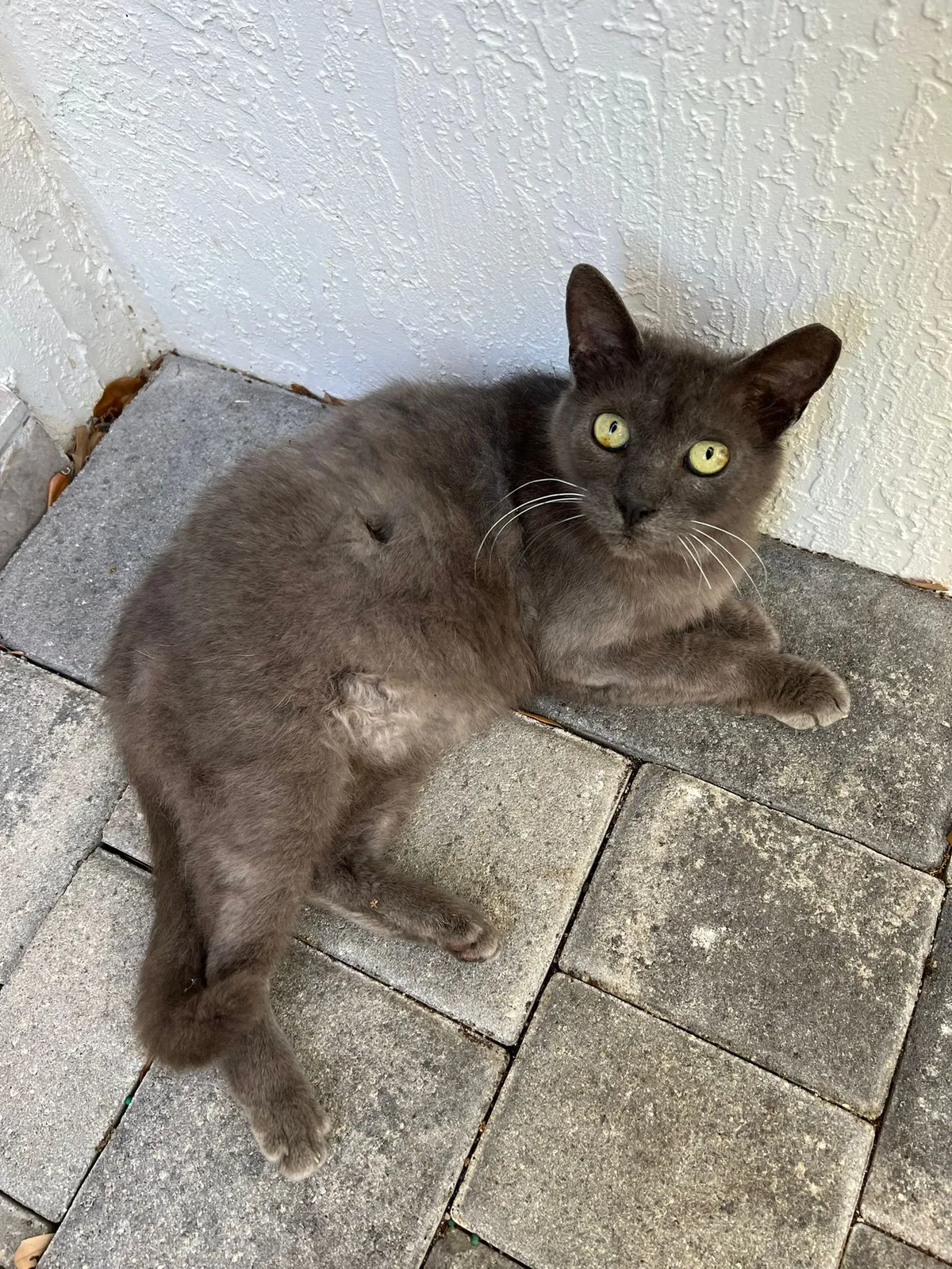 Lost cat in Miami, FL, 33155