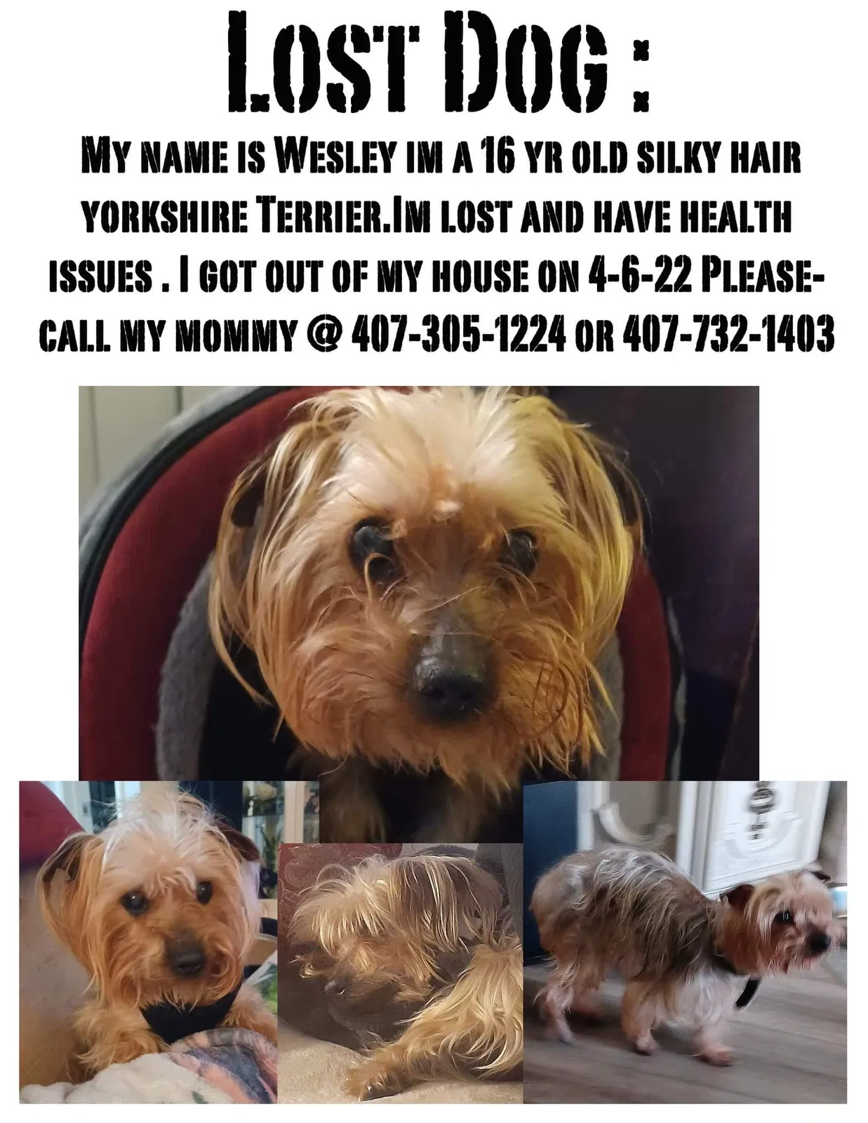 Lost dog in Orlando, FL, 32839