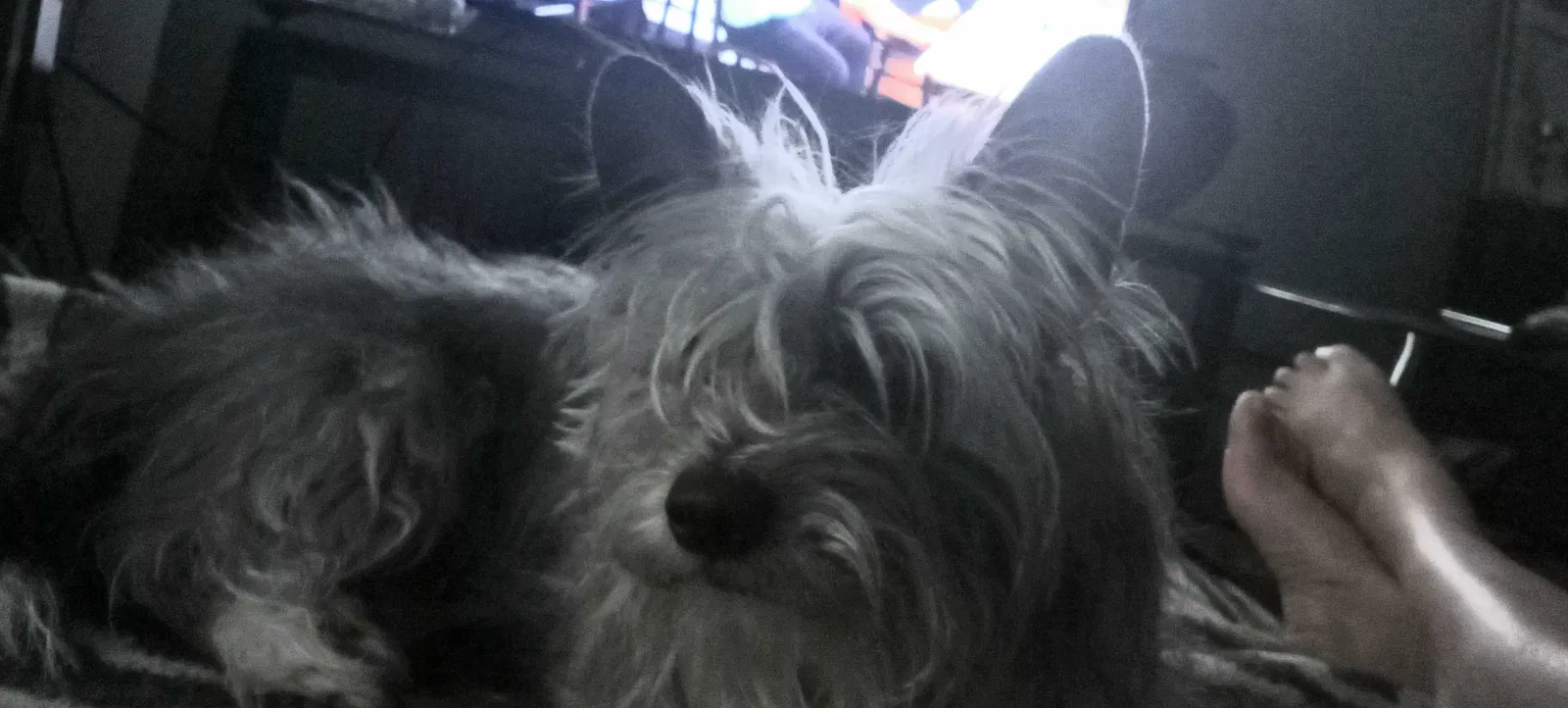 Lost dog in Ripon, CA, 95366