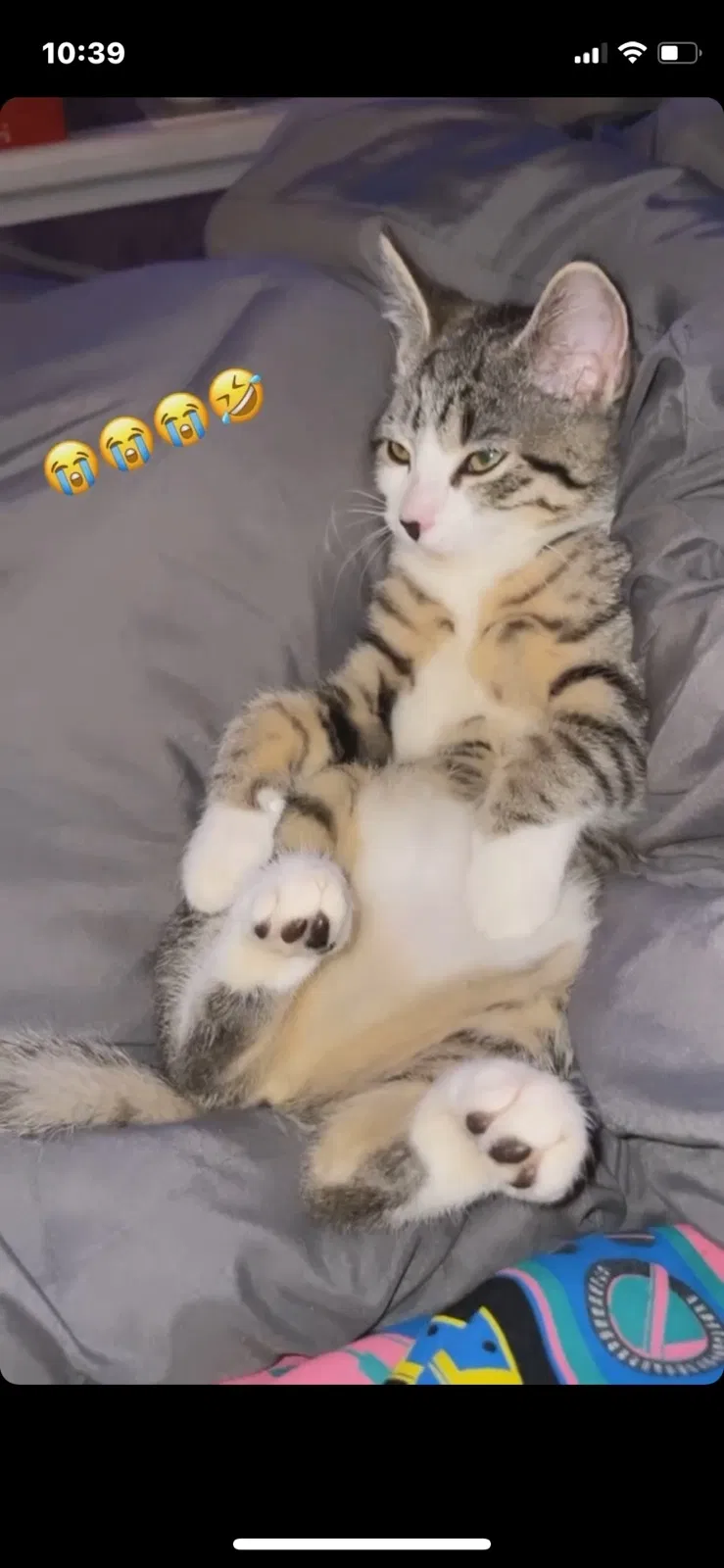 Lost cat in Cleveland, OH, 44105