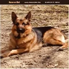 Found dog in Wasilla, AK, 99654