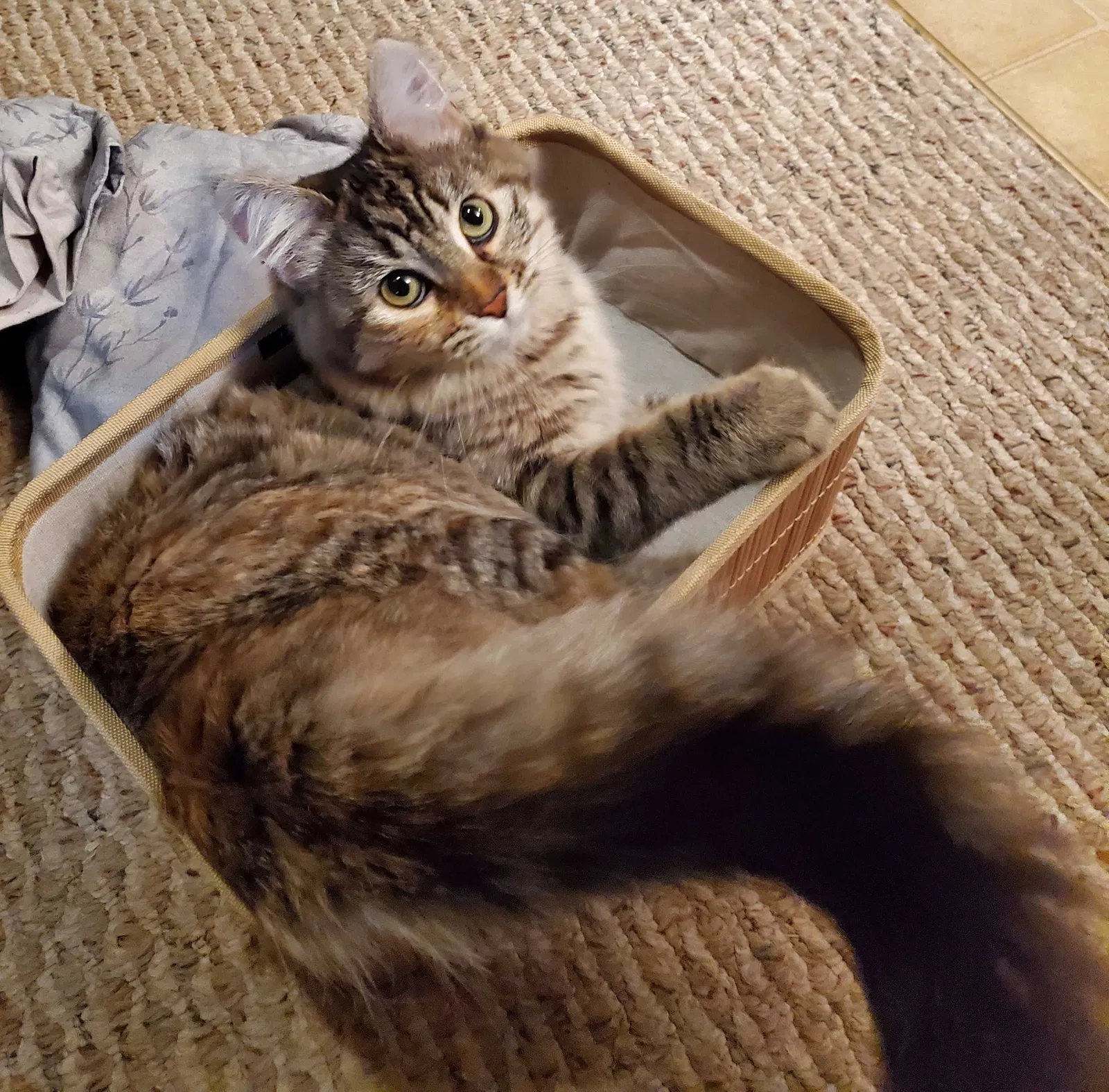 Lost cat in Saint Paul, MN, 55110