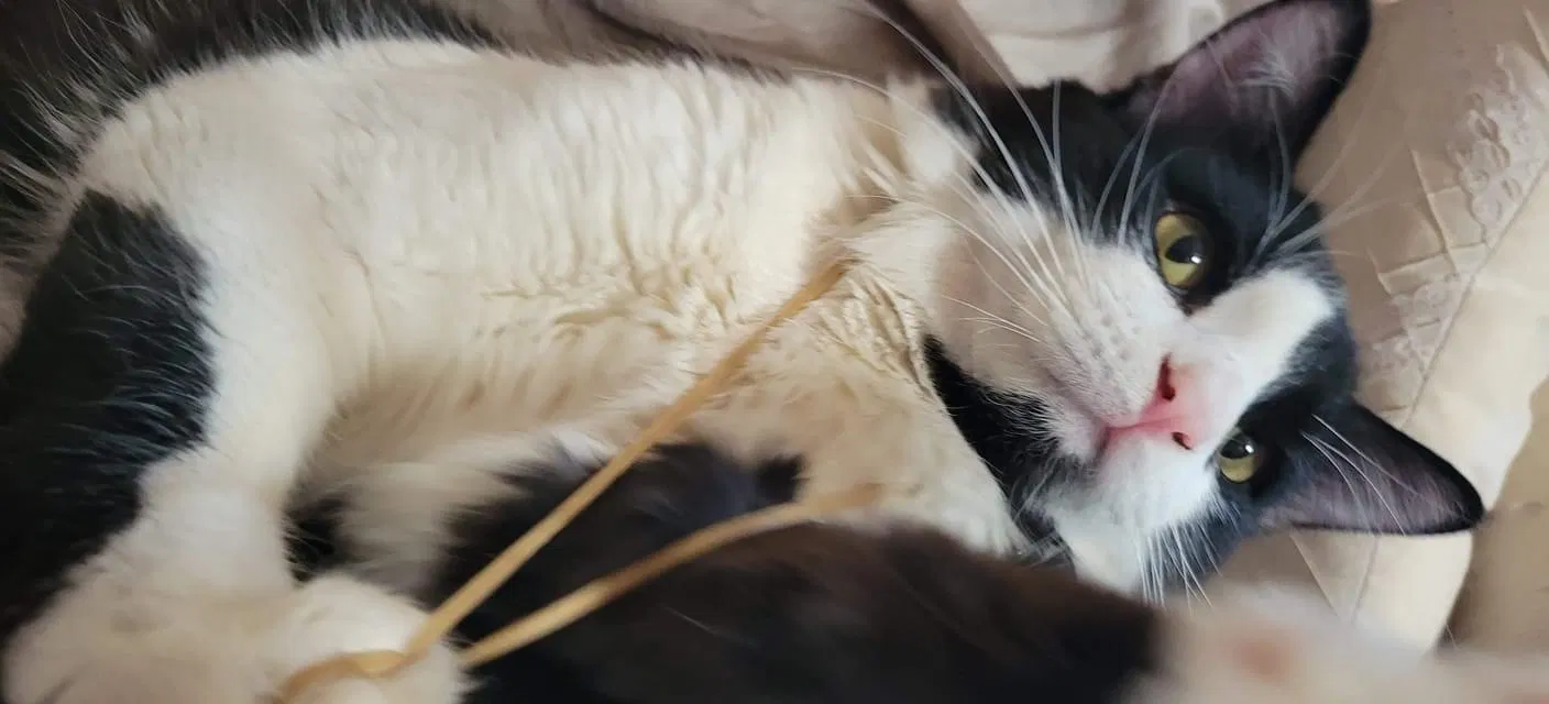 Lost cat in Albuquerque, NM, 87109