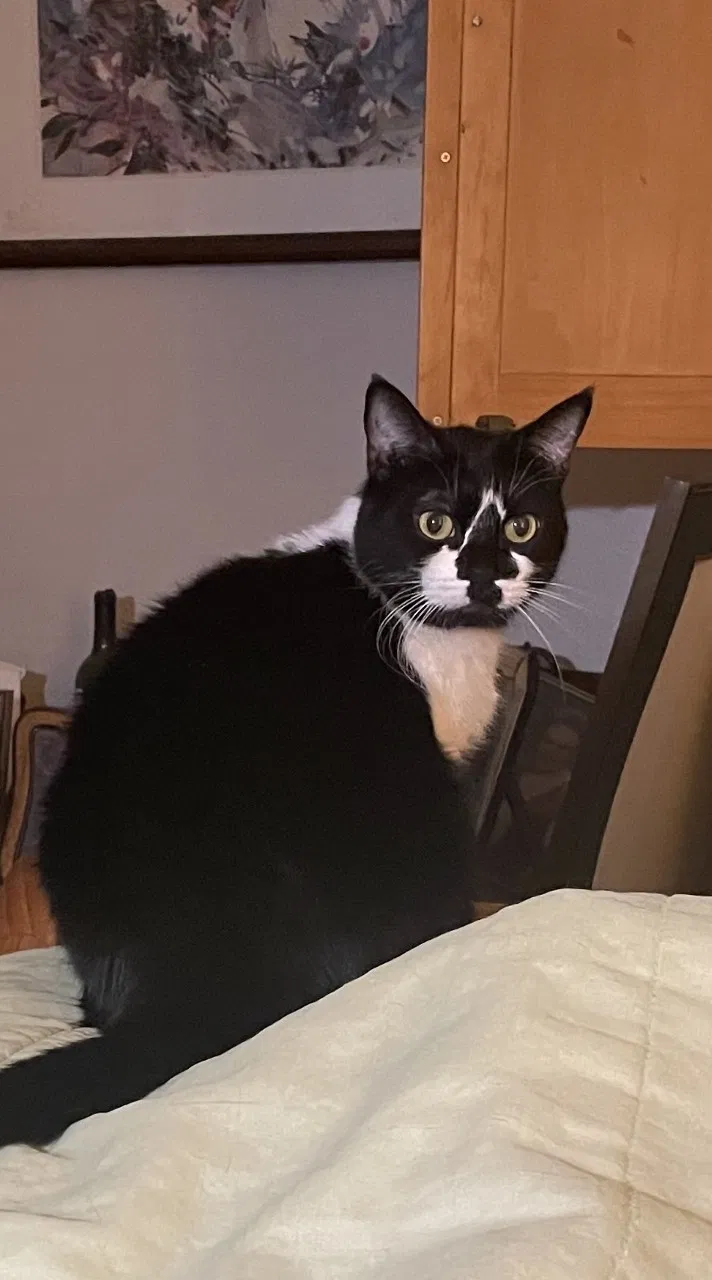 Lost cat in Portland, OR, 97224
