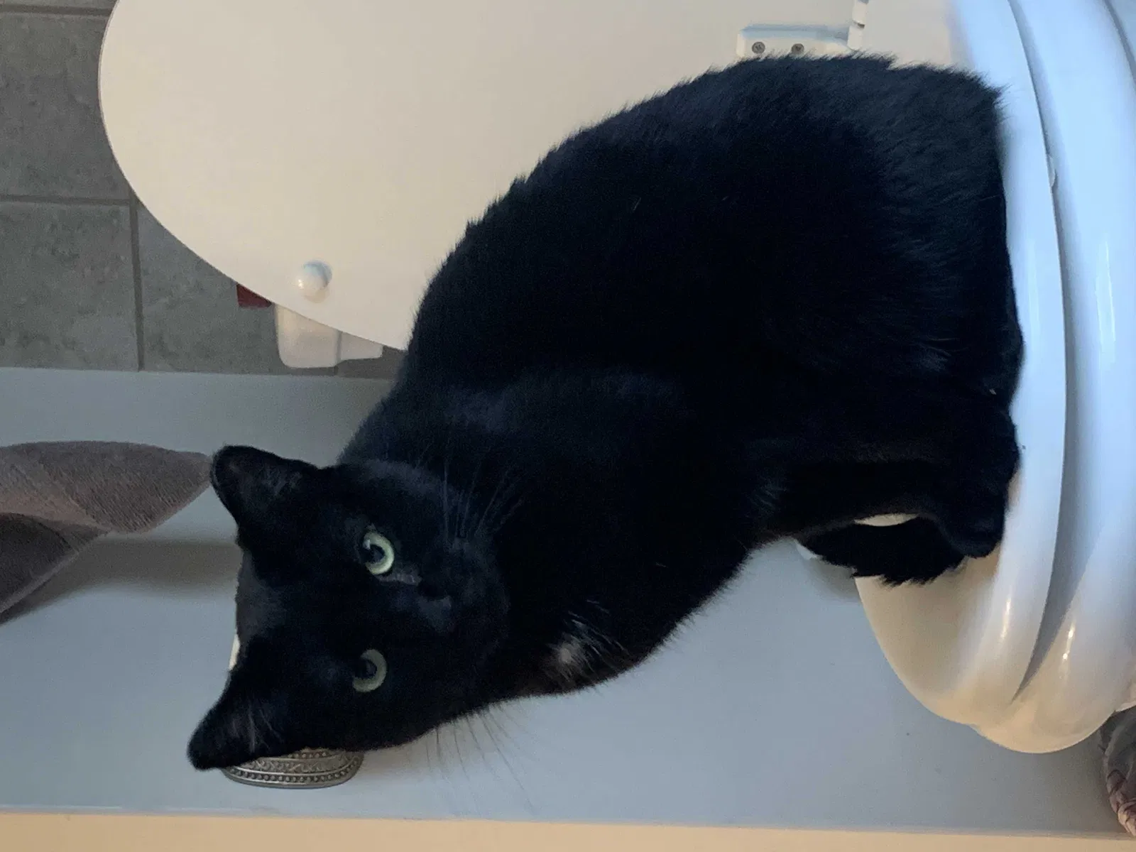 Lost cat in Minneapolis, MN, 55421