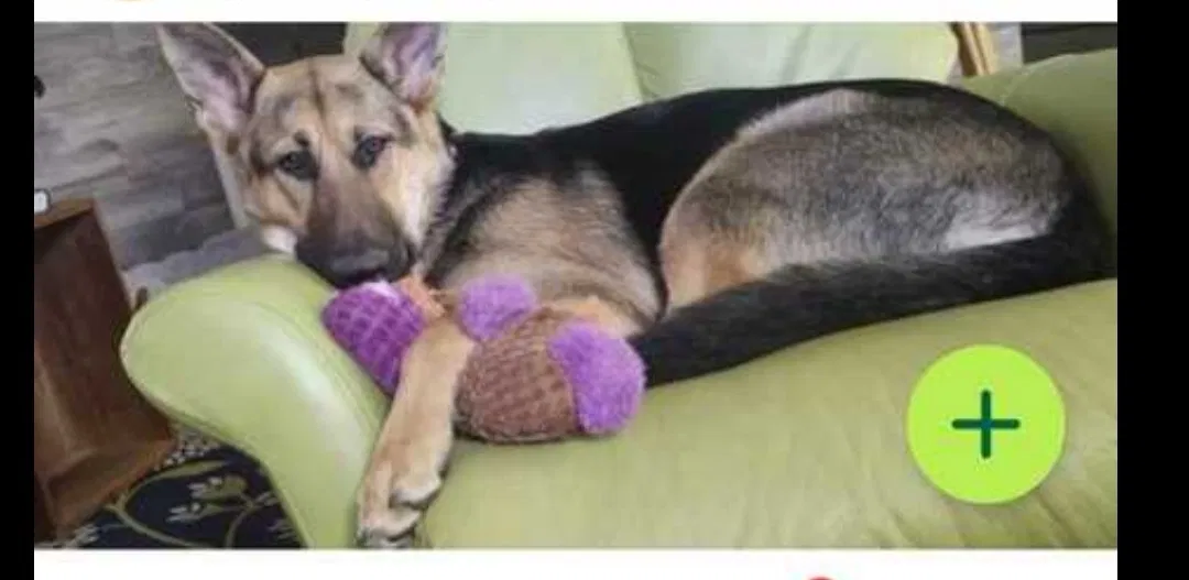 Lost dog in Beaufort, SC, 29906
