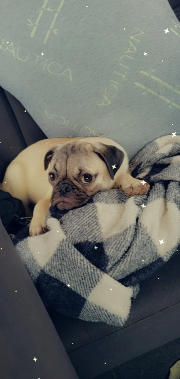 Lost dog in Canyon, TX, 79015