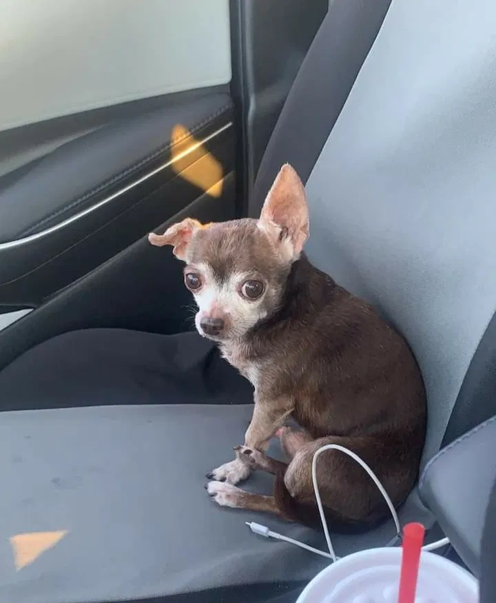 Lost dog in Balch Springs, TX, 75180