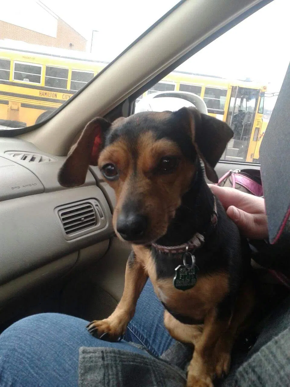Lost dog in Hamilton, OH, 45013
